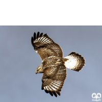 گونه سارگپه پرپا Rough-legged Buzzard